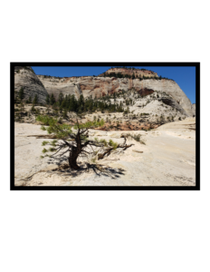 A solitary short coniferous tree in the foreground against a stone plateau, with rolling hills and low mountains in the background dotted with other coniferous trees and gradients of stone. The sky is a deep rich blue.