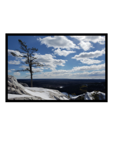 Photograph, colour A landscape looking down from a high place, with a pine tree on a level with the photographer in the middle ground. The background looks down on a snowy valley, with mixed cloud cover dotting the blue sky overhead.