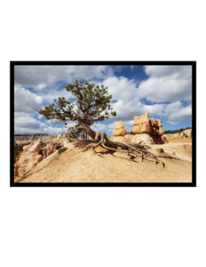 Photograph, Colour A singular scrub tree occupying the foreground on a yellow-brown stone, with peaks and tent rocks (also known as hoodoos) dotting the background.