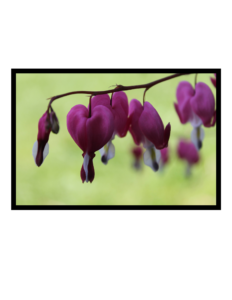 Photograph, Colour Bright pink and purple flowers hanging from a thin brown branch, against a pale green unfocused backdrop.